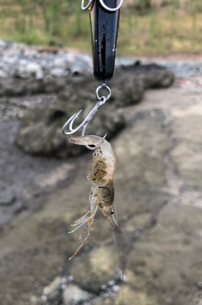 Anglers Be Ambitious 夏の川で歳無しチヌ 熊本 菊池川