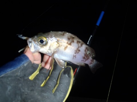 ds94cehjgtiirn5w3a88_480_480-4c6906cc.jpg