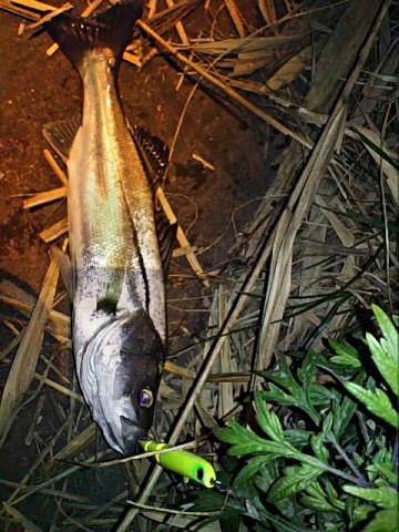 ds9tr3ewakfo5fgd9seu_480_640-153559a1.jpg
