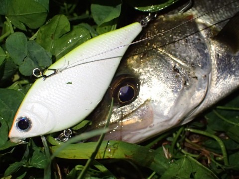 dsaw57xbca5jvp7uysjf_480_480-d2edcefc.jpg