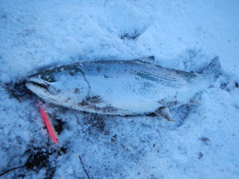 dsguthk8jkipobgfm74x_480_480-f8f65235.jpg