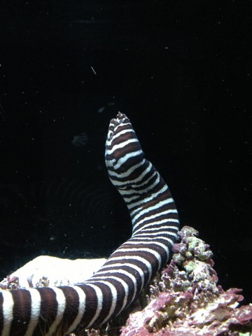 dsu94ghazhyuurdckutj_690_920-5f72fad3.jpg