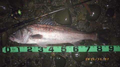 dszj76ii2w62dmjdm35g_480_480-7cdbf95f.jpg