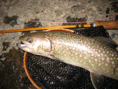dt8duccoo83ti4bsk25w_480_480-6b48c89a.jpg