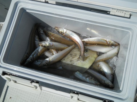 dt9wgudbgupp4ma5guc6_480_480-9a742f6f.jpg