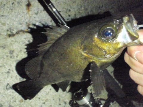 dtgdtzwcsj8trhb2m2yg_480_480-61885c43.jpg