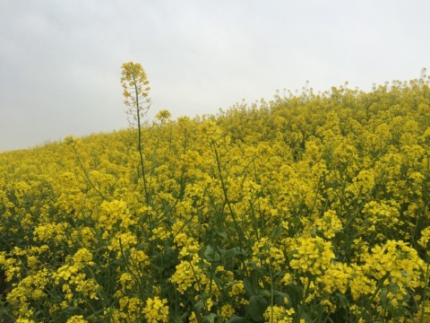 du4knuy4swuyeegsi7bj_480_480-cc130266.jpg