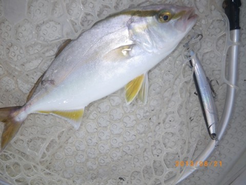 duofffnnabo3jit5ikv3_480_480-44a27b34.jpg