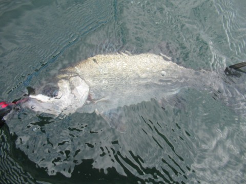 dupziouymytw2cnx5rfg_480_480-34817d92.jpg