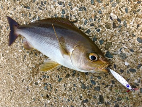 ただ単純に イサキがまだ好調だったのでショアイサキ