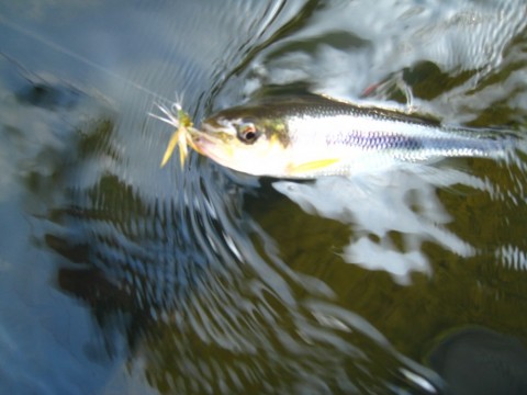dvds86gbrgdodfzcsax7_480_480-0d02ba22.jpg