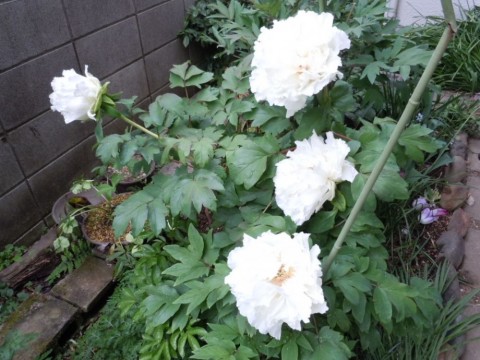 dvfoofprpx5km6zb774h_480_480-732d027e.jpg