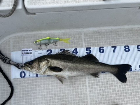 dvwzwbo4h27kjagotgmk_480_360-327e6810.jpg