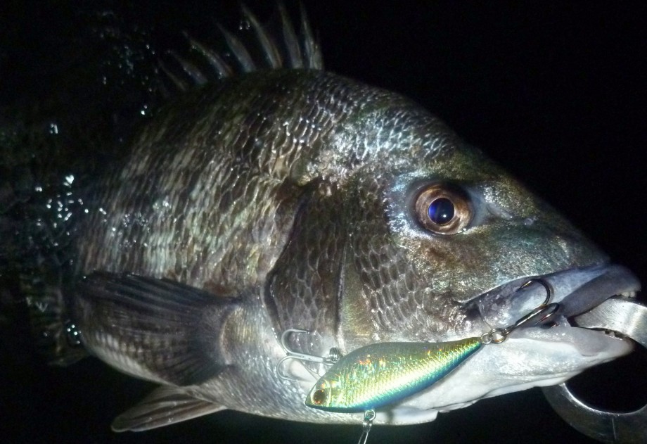 Through Fishing For The Future １ｃｍ自己記録更新