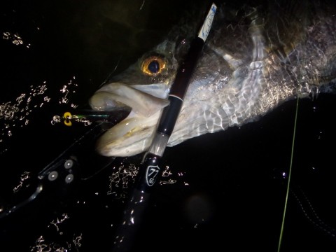 dwh8asgyodg38uzr53r4_480_480-63820d9f.jpg