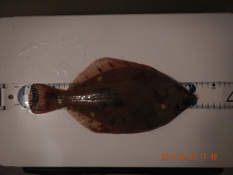 dwkxcjdi38pkouom8b7x_480_480-85bdf3f6.jpg