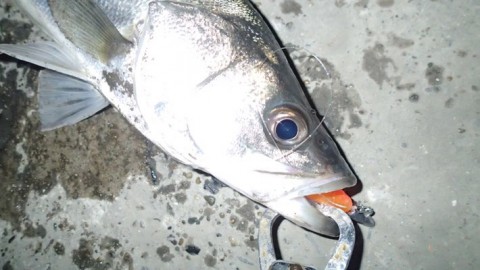 dwpnvbaoo9e46mgrmi2x_480_270-3c5d28f0.jpg