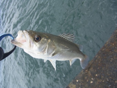 dwppbjskgnezn9d9xmea_480_480-7757bbb7.jpg