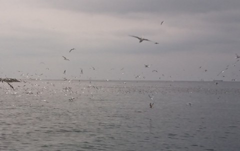 dwrybw6g8tc6m3knfkrs_480_480-a0c8013a.jpg