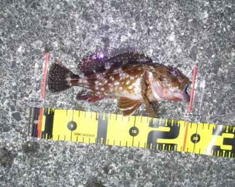 ガシラ 23センチ