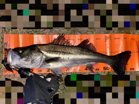 dxfp4pbtrzm7bx62ygnx_480_480-7c03f053.jpg