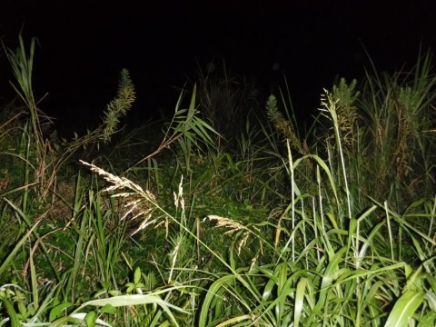 dy2psw4awkocidyjvema_480_480-b931b67d.jpg