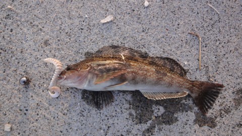 dyhhucnspdysciykprba_480_480-e7b76789.jpg