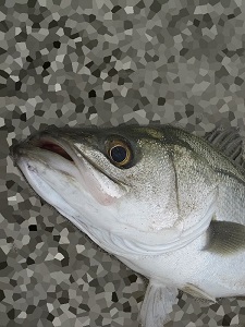 dzm9u7555jbanckpjfnr-a24a3046.jpg