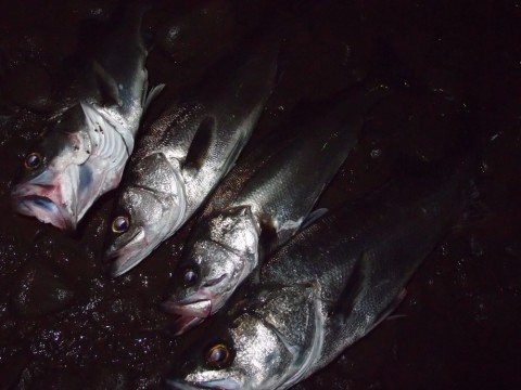dzt6hcrbddpae9b99oj4_480_480-e0f801a0.jpg