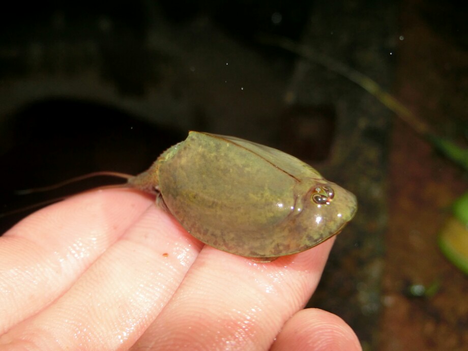 お魚探検日記 生きた化石は空を飛ぶ カブトエビ