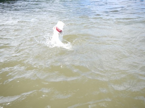 e27hrbx6hxtfjxo6m59b_480_480-22968c61.jpg