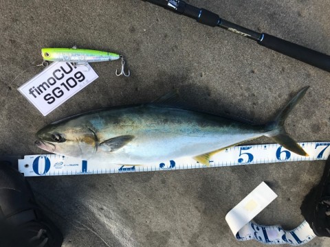 e2n664685umfsv963aji_480_480-50993941.jpg