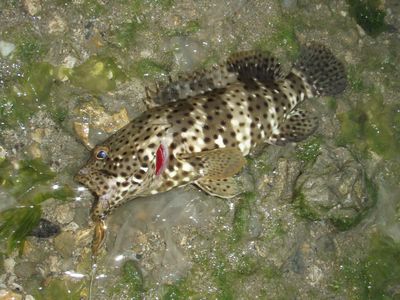 e3gaikhbay75gcy3dzs8-56fb96eb.jpg