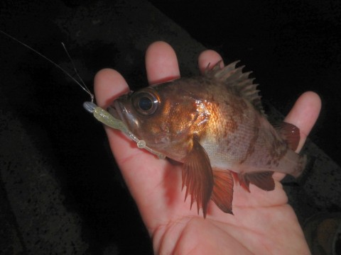 e3kgzsbvkxr35csxawpx_480_480-d749443e.jpg