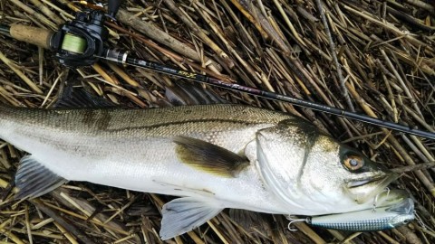 e3nimc95kgwksg62wx33_480_480-c4bb0ae7.jpg