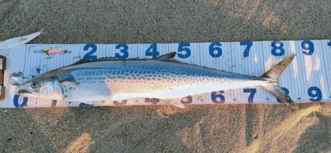 e4e4fsugnbx9ebvnj588_480_222-0cc5cc70.jpg