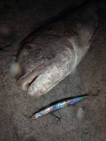 e4hbnkggfjfdh9nksxiv_480_480-7f866209.jpg