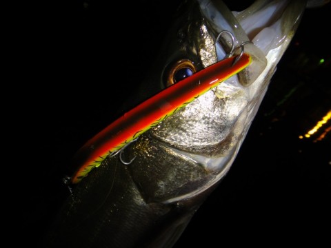 e55722gjkknryvskm6fp_480_480-ba724479.jpg