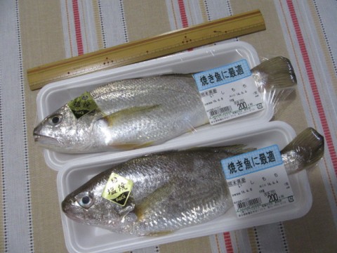 e5medgw3t77ku63dc8yk_480_480-4e7d23fa.jpg