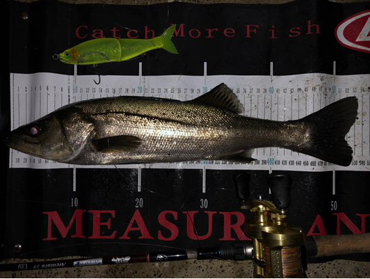 Success Of Fishing 厳寒期の東京湾ビッグベイトシーバス Success Of Fishing 厳寒期の東京湾ビッグベイトシーバス