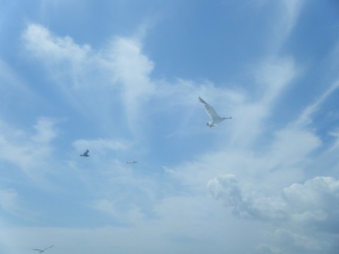 e669p6thaxoxt5wkkpuo_480_480-e03b9b74.jpg