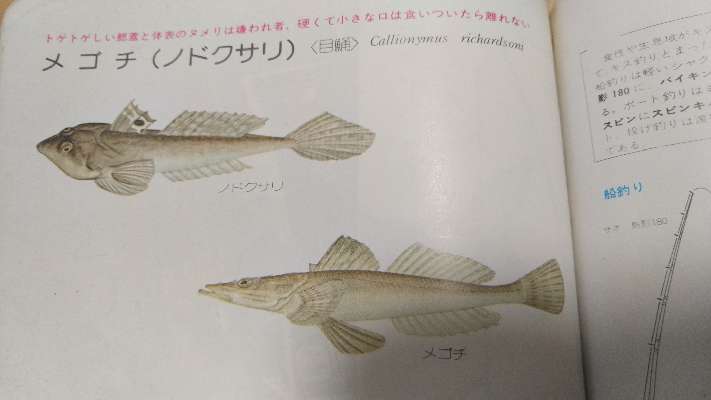 ツレナイfishing ネズミゴチの追憶 ツレナイfishing ネズミゴチの追憶