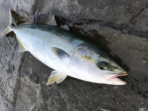 e6hui2sswg9rbawdx95a_480_480-368081d3.jpg