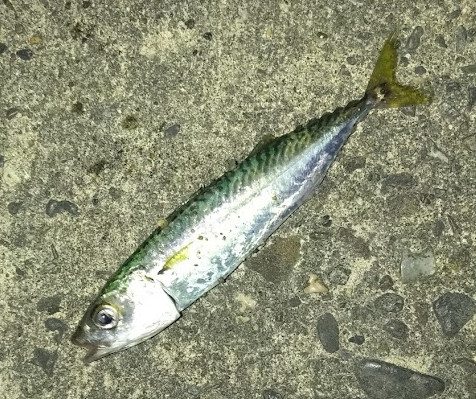 サバ
