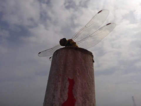 e6ppipx7mtrj8pwftjhu_480_480-ed221f9c.jpg