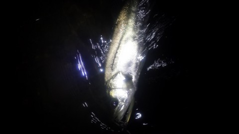 e7gry2wv5d35bb4ew8rk_480_480-1c1f08fb.jpg