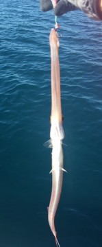 e7ohebebskrdjtpvc7jo_198_480-693e8389.jpg