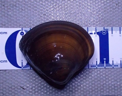 e849jushsbubejbfb8a5_480_480-981f76a0.jpg