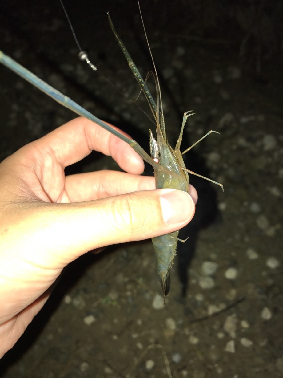 のはるん日記 宮城のテナガエビ釣り のはるん日記 宮城のテナガエビ釣り