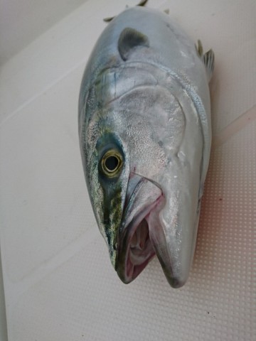 e8t27kma9kzjkufu9hee_690_920-07d0d506.jpg